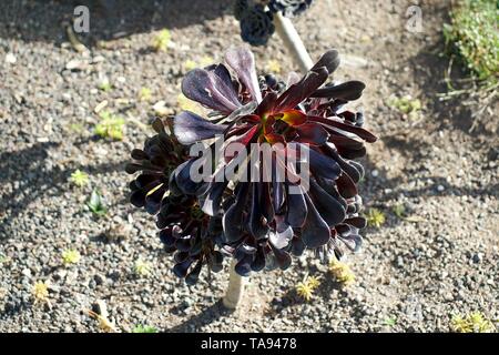 Pflanze im Garten, Aeonium Zwartkop, Black Rose, Aeonium arboreum, der Baum, Tree aeonium Hauswurz, oder Irish Rose Stockfoto