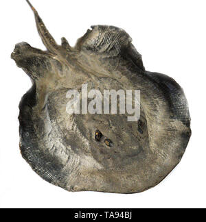 Fish Taxidermy / Die schwarzen Stingray fish taxidermy auf weißem Hintergrund Stockfoto