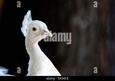 Albino Peacock closeup mit Auge auf Viewer. Der dunkle Hintergrund. Negativer Platz. Stockfoto