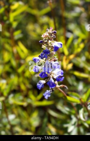 Wolf's Bane, Aconitum, allgemein bekannt als Eisenhut, Eisenhut, Leopards Bane, mousebane, Women's Bane, Devil Helm, Königin von Giften, oder blaue Rakete Stockfoto