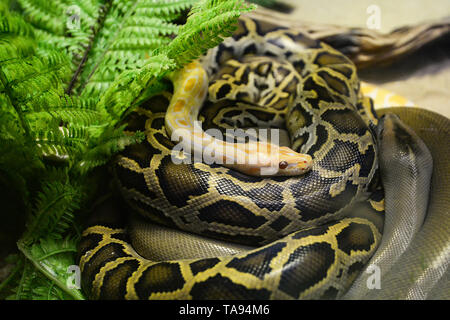 Tigerpython/Nahaufnahme von Gold python und boa Schlange liegend auf dem Boden Stockfoto