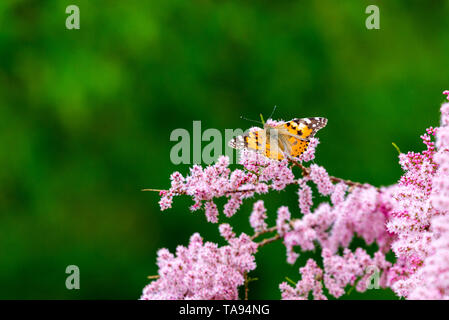 Painted Lady Butterfly, Vanessa cardui auf Blumen. Stockfoto