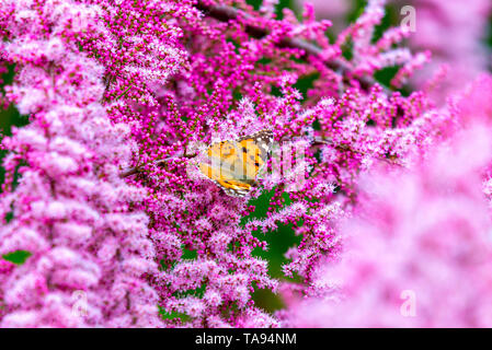 Painted Lady Butterfly, Vanessa cardui auf Blumen. Stockfoto