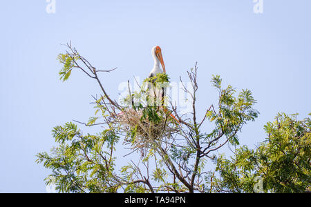 Milky stork Vogel im Nest in der Baum-/lackiert Störche (Mycteria cinerea) Stockfoto