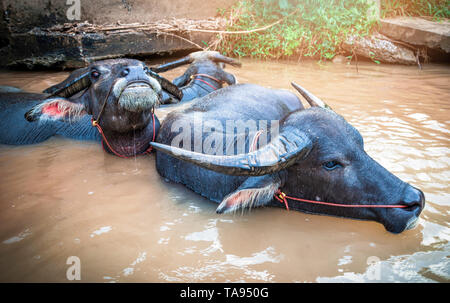 Buffalo schwimmen Wasser/Gruppe von wasserbüffel Schwimmen im Fluss glücklich Tier - Schwarz buffalo Feld Asien Säugetier Stockfoto