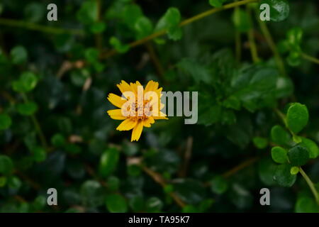 Nahaufnahme von einem schleichenden daisy flower an einem sonnigen Tag, selektiver Fokus Stockfoto