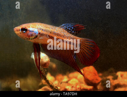 Halbmond betta, betta imbellis, Stockfoto