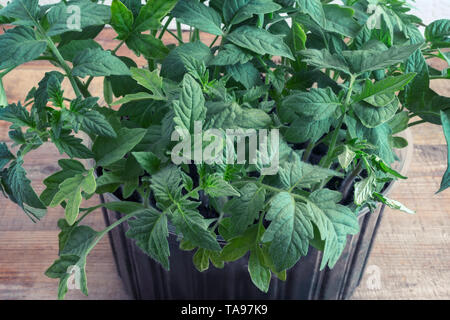 In einem kleinen Kunststoffbehälter Setzlingen der jungen Tomatenpflanzen. Stockfoto