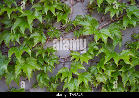 Eine helle Wand mit frischem Grün Efeu Pflanzen bedeckt. Kleine winzige schwarze Beeren. Holz- Filialen. Trendy Hintergrund Stockfoto