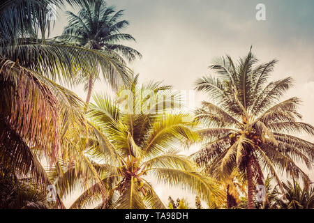 Hintergrundbild von tropischen Palmen und blauem Himmel Stockfoto
