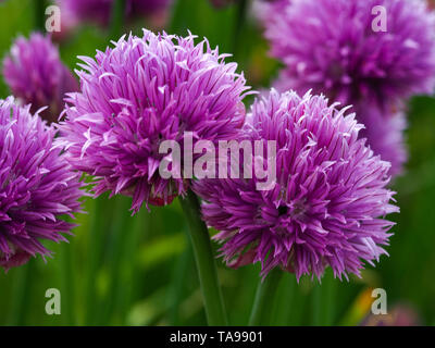 Hübsche Blumen lila Schnittlauch (Allium schoenoprasum) im Sommergarten Stockfoto