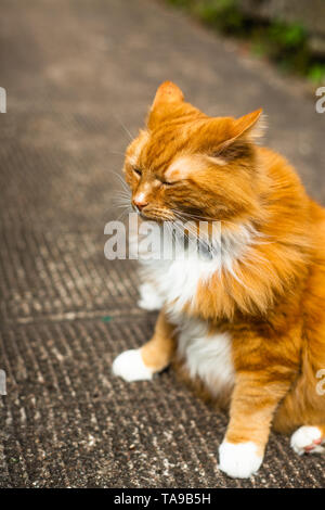 Big Orange Ingwer Tom Cat auf einer Straße der Stadt Stockfoto