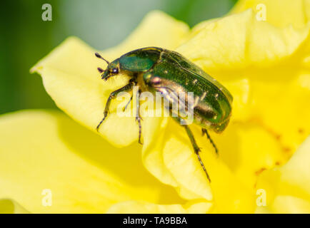 Nahaufnahme von einem grünen Eutopean rose Käfer Käfer auf eine gelbe Rose. Stockfoto