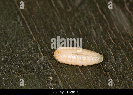 Eine Wespe grub aus einem Nest in einem Woodpile beim bewegen sich in einem Garten gefunden wurde. Lancashire England UK GB Stockfoto