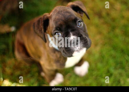 Junge boxer Welpen sitzen und Suchen Stockfoto