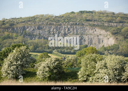 Eine Ansicht der Warton Crag und seine Kalksteinbruch Gesicht, mit blühenden Weißdorn Bäume im Vordergrund. Warton Crag liegt zwischen den Ortschaften Stockfoto