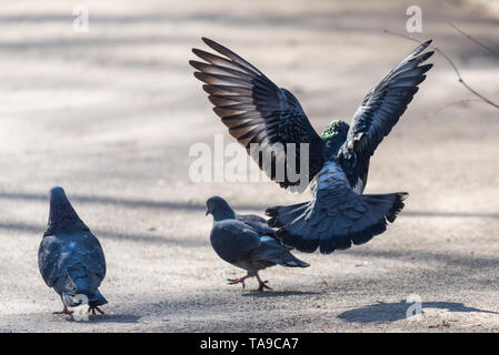 Die Paarungszeit der Vögel - eine männliche Taube fliegt in die weibliche Taube, sonniger Frühlingstag. Stockfoto