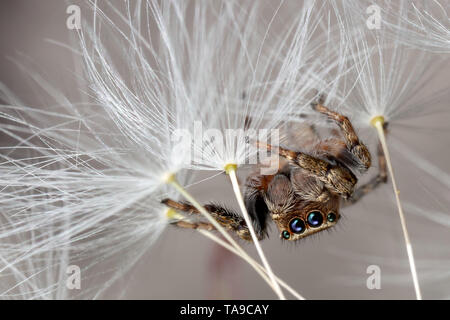 Jumping spider und Löwenzahn Flusen Stockfoto