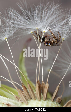 Jumping spider und Löwenzahn Flusen Stockfoto