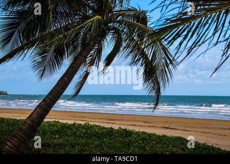 Tropischer Strand mit Palme in Mission Beach, Australien Stockfoto