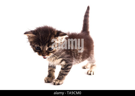 Grau gestreifte Katze mit blauen Augen. Weiß isoliert Stockfoto