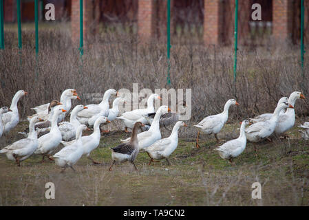 Gruppe Gans im Garten laufen. Natur Konzept Stockfoto