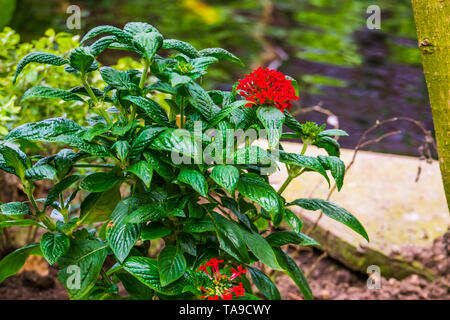 Rote Cluster Blumen auf einem pentas Pflanze, beliebte tropische Pflanze aus Afrika, ornamentalen blühenden Garten Pflanzen Stockfoto