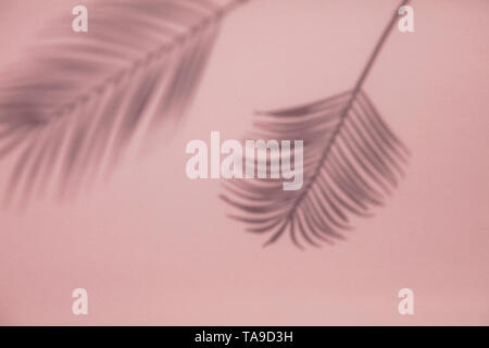 Tropische Palme Blatt Schatten auf ein Pastell rosa Hintergrund. Sommer Layout Stockfoto