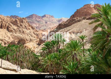 Spektakuläre Aussicht am grünen Tal mit Palmen. Die chebika Oase in Berg Djebel el Negueb, Toseur, Western Tunesien, Afrika Stockfoto