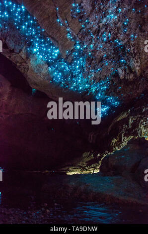 Bioluminiscent Glühwürmchen in Waipu Caves, Northland, North Island, Neuseeland scheint. Stockfoto