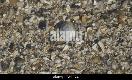 Clam Shell auf Bolivar Peninsula, Texas, USA. Mit Sony Alpha 56. Stockfoto