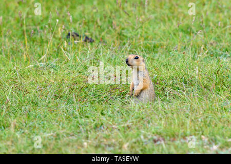 Süße kleine Erdhörnchen (Spermophilus, Gopher) sitzt in der Nähe seiner Höhle im hohen Gras. Stockfoto