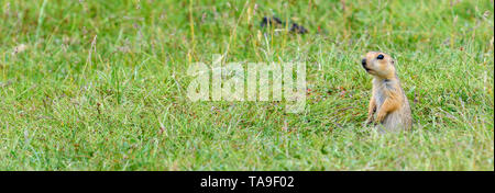 Süße kleine Erdhörnchen (Spermophilus, Gopher) sitzt in der Nähe seiner Höhle im hohen Gras. Stockfoto