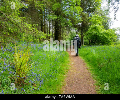 Halbinsel Sleat, Isle of Skye, Scottish Highlands, Schottland, Vereinigtes Königreich, 23. Mai 2019. UK Wetter: Frühling Sonne auf dem Teppich der bluebells entlang einer Wald Weg. Ein älterer Mann auf einem Wanderweg Stockfoto