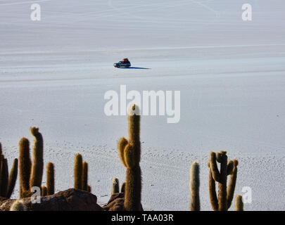 Riesige cardon Kakteen (echinopsis Atacamensis) auf Isla Incahuasi, Salar de Uyuni, Bolivien Stockfoto