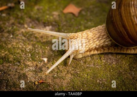 Garten Schnecke kriecht auf die grüne Masse, Nahaufnahme Makro view mit Magic toy Wirkung. Stockfoto