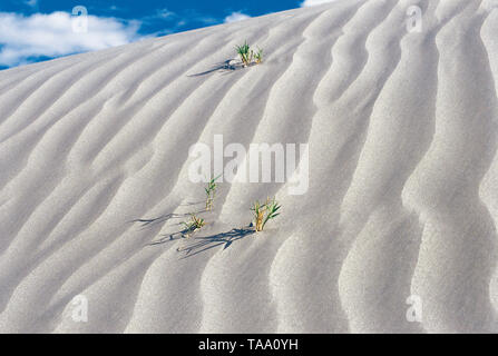 Sanddünen, Nubra Valley, Ladakh, Kaschmir, Indien, Asien Stockfoto