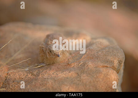 Malte Sandgrouse Küken auf Rock, Ranthambhore Nationalpark, Rajasthan, Indien, Asien Stockfoto