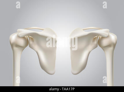 Genaue medizinische 3D-Bilder der menschlichen Schulter Knochen Stockfoto