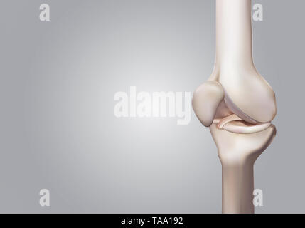 3D-Rendering, Abbildungen von menschlichen und medizinischen Knie Wissenschaft Stockfoto