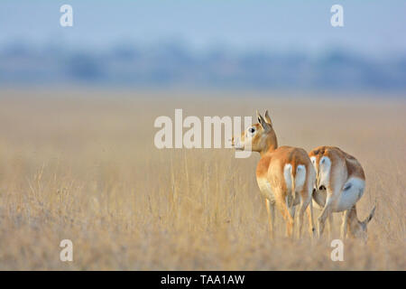 Schwarz Buck im Tal Chhapar Heiligtum, Rajasthan, Indien, Asien Stockfoto