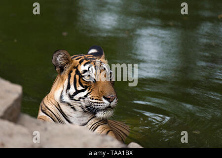 Bengal Tiger in wasserloch Ranthambhore Nationalpark, Rajasthan, Indien, Asien Stockfoto