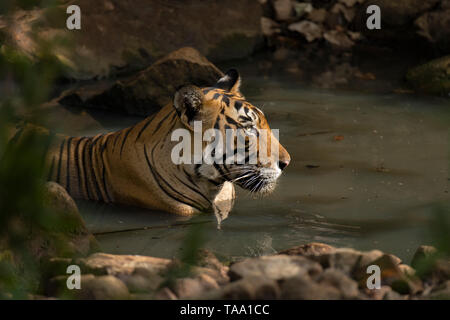 Bengal Tiger in Wasserloch ruhend, Ranthambhore Nationalpark, Rajasthan, Indien, Asien Stockfoto