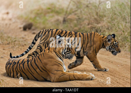 Tiger sitzen auf Pfad, Ranthambhore Nationalpark, Rajasthan, Indien, Asien Stockfoto