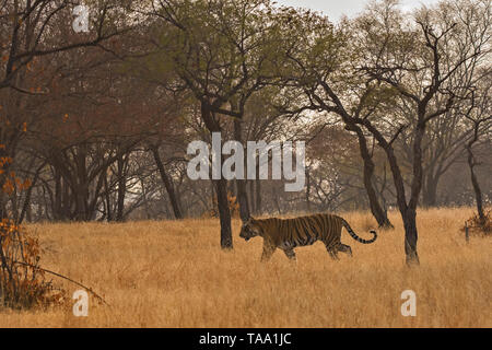 Tiger im Ranthambore Nationalpark, Rajasthan, Indien, Asien Stockfoto