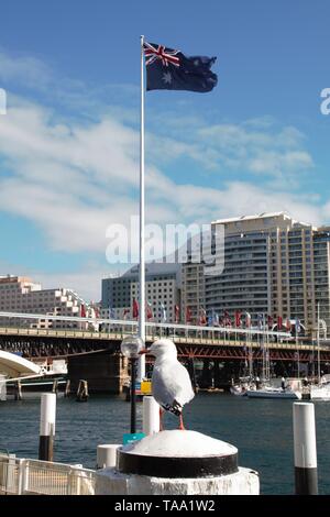 Australien, Sydney einer Möwe vor der nationalen Flagge Australien - was einen Blick auf den Hafen Stockfoto