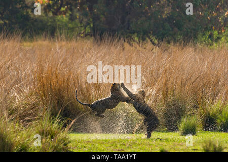 Bengal Tiger kämpfen im Ranthambore Nationalpark, Rajasthan, Indien, Asien Stockfoto