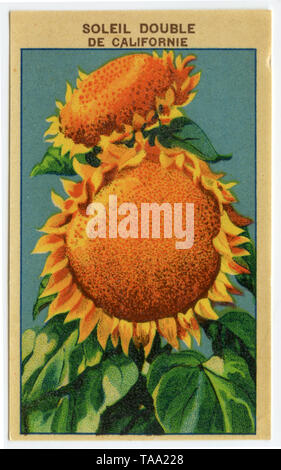 Saatgut bag Label für gemeinsame Sonnenblumenkerne, Vielzahl Soleil Doppelzimmer de Californie, (Label) Stockfoto
