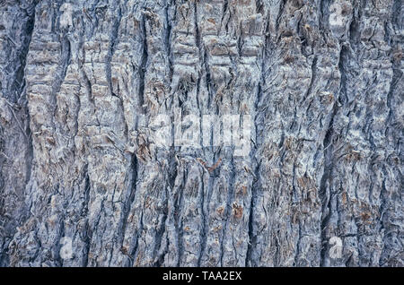 Nahaufnahme Bild eines Palm Tree Trunk, natürliche Zusammenfassung Hintergrund oder Textur, Farbe Tonen angewendet, selektive konzentrieren. Stockfoto