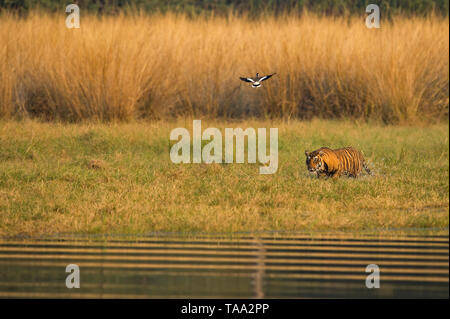 Bengal Tiger im Ranthambore Nationalpark, Rajasthan, Indien, Asien Stockfoto